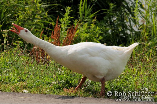 Een gans in de berm blaast naar een aanvaller.