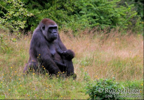 Een gorillavrouwtje zit in hoog gras met een babygorilla aan de borst.